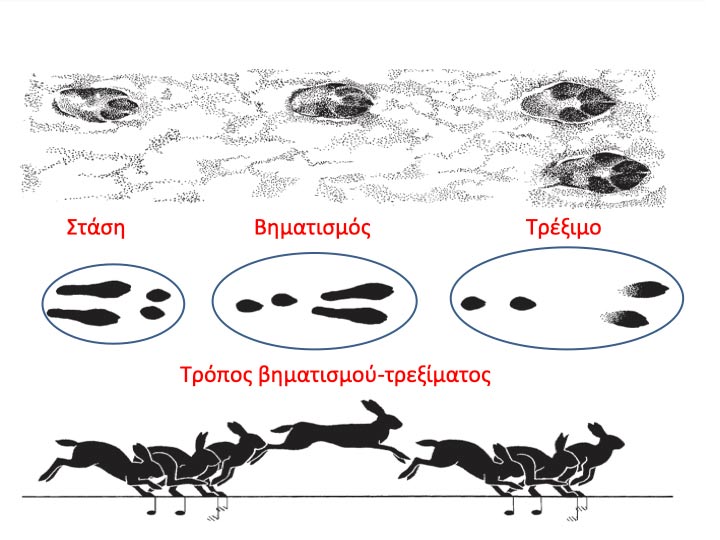 Λαγο...κουβέντες : Γιατί κάποια σκυλιά παίρνουν το ντορό ανάποδα...VIDEO