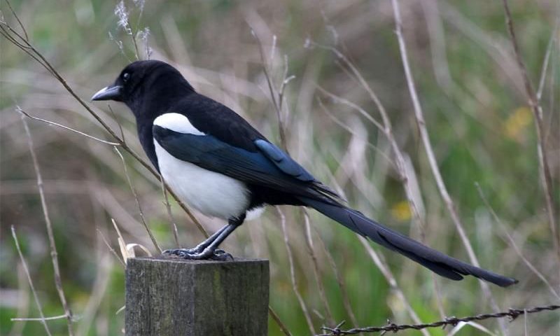 κυνήγι καρακάξας