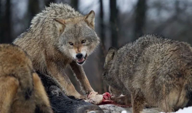 400 επιθέσεις λύκων σε σκύλους Επιθέσεις λύκων σε κυνηγόσκυλα στη Λεκάνη Καβάλας Ο Κυνηγετικός Σύλλογος Χρυσουπόλεως Άρτεμης με πρόσφατη του ανακοίνωση αναφέρεται στις επιθέσεις λύκων