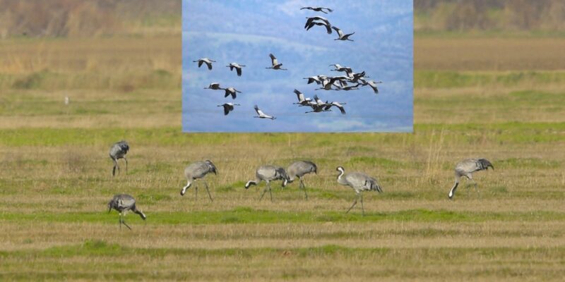 Δέλτα Έβρου