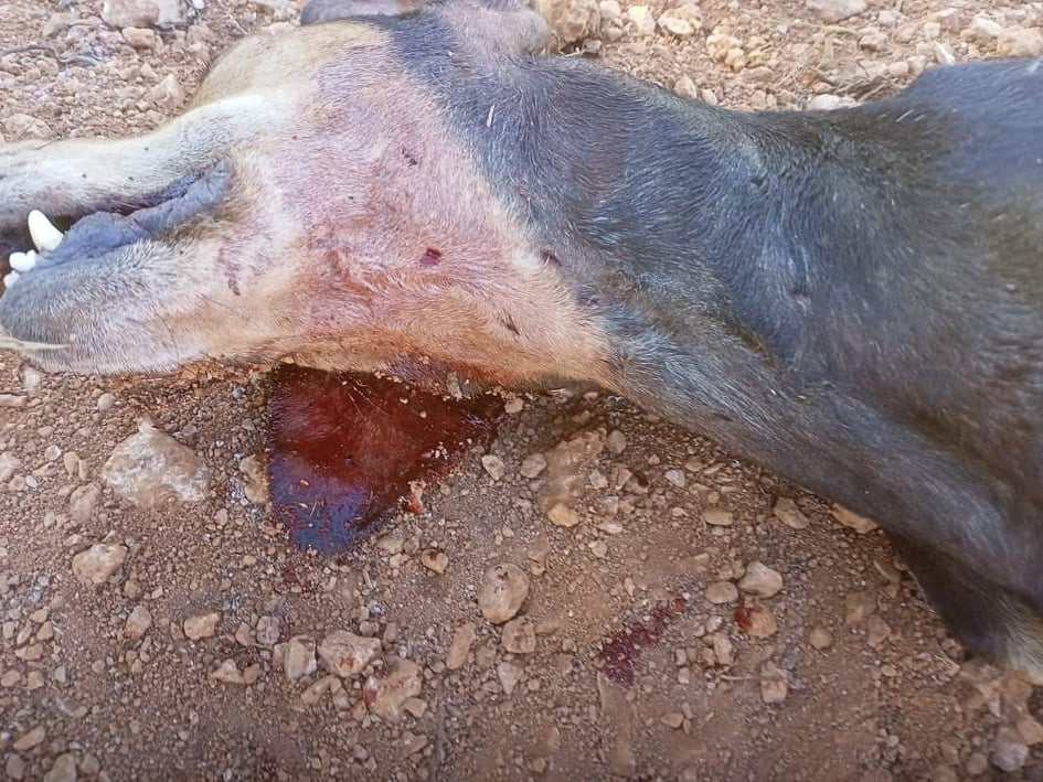 Λαγόσκυλο θύμα επίθεσης λύκων