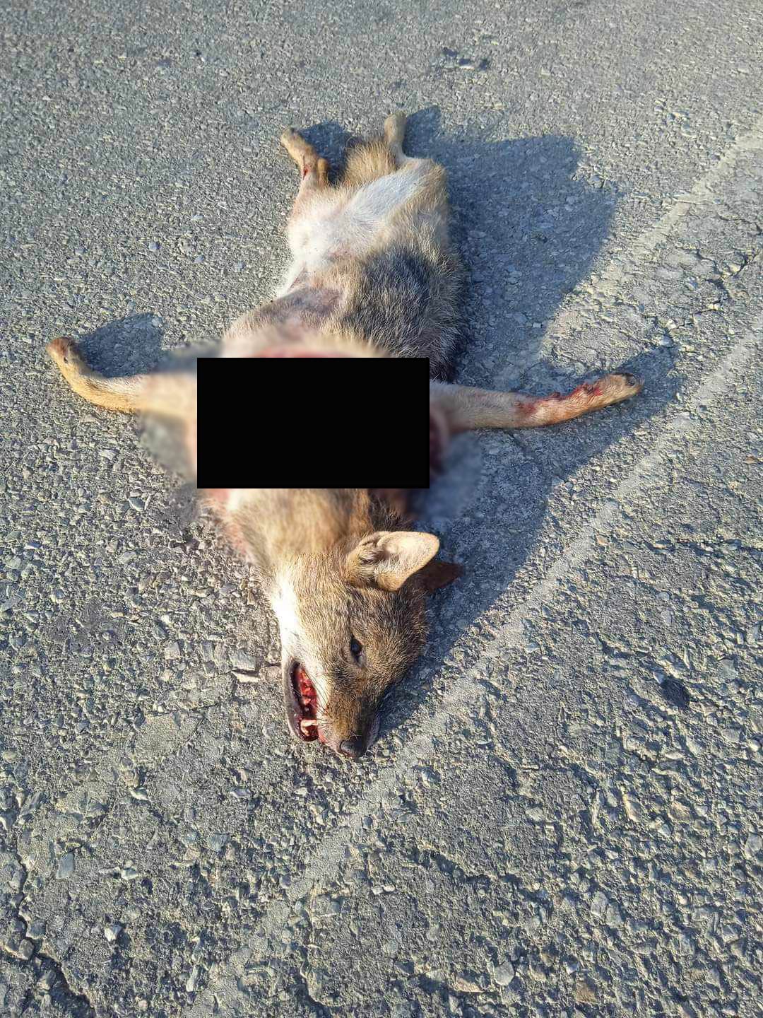 τροχαίο με τσακάλι