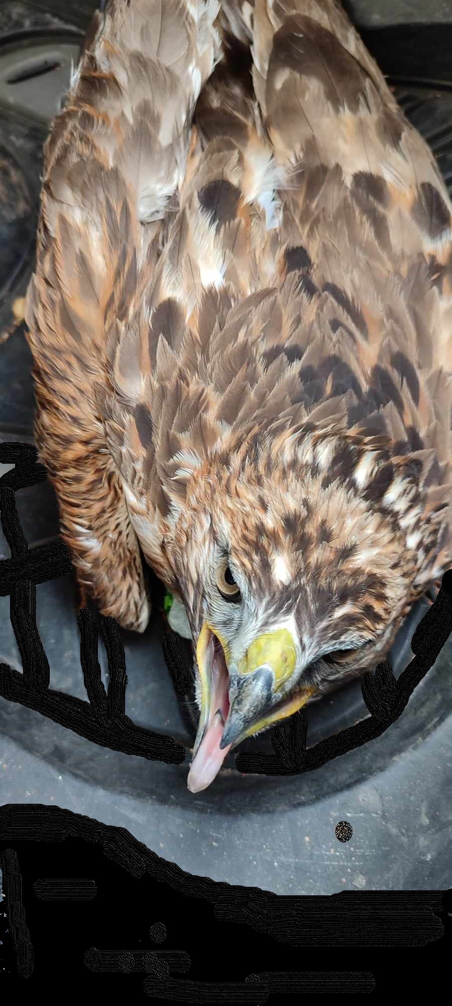 Διάσωση αρπακτικού από τη θηροφυλακή 