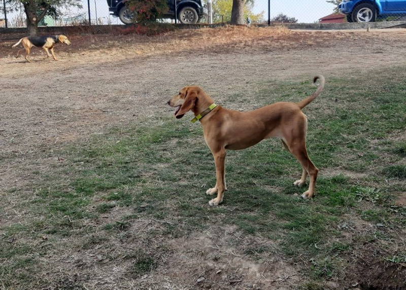 Επίθεση λύκων σε κυνηγόσκυλο