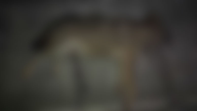 τροχαίο με λύκο