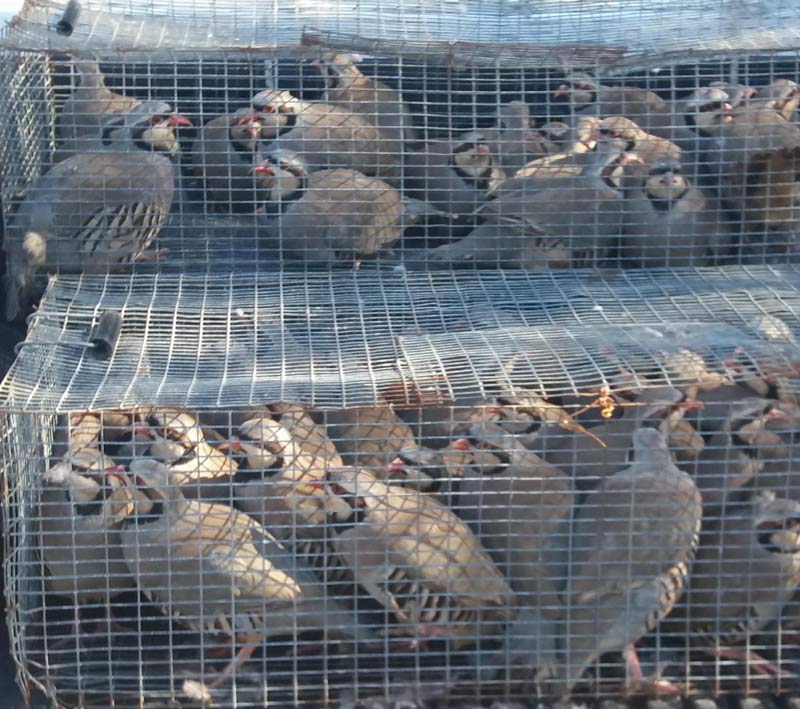 Εμπλουτισμός βιοτόπων με πέρδικες