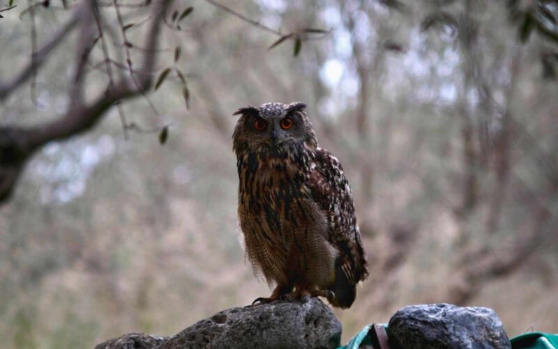 πανένταξη ενός μπούφου