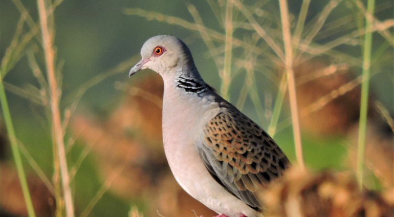 το ετήσιο «αντικυνηγετικό μανιφέστο» της Ορνιθολογικής