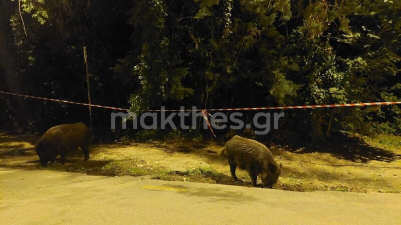αγριογούρουνα Θεσσαλονίκη