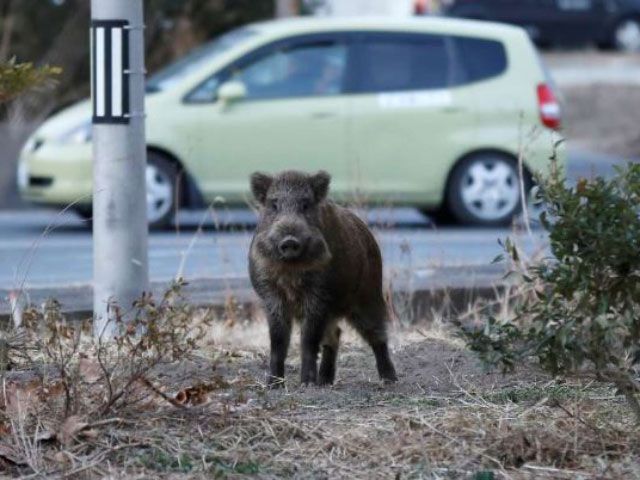 Εύβοια: Ξεφεύγει η κατάσταση με τα αγριογούρουνα - Κατ' εξαίρεση θήρα για τους αγριόχοιρους