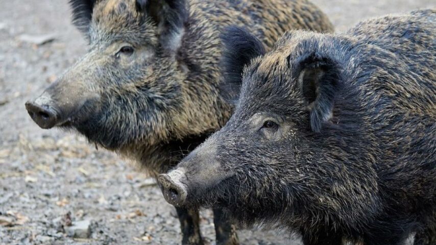 κρούσμα αφρικανικής πανώλης σε αγριόχοιρο
