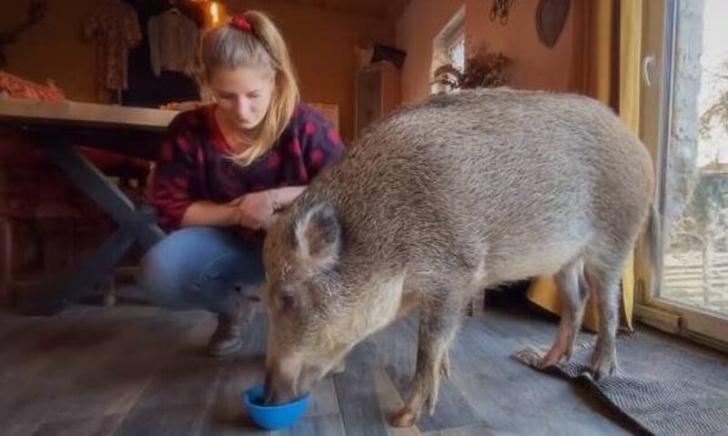 Κυνηγός δέθηκε τόσο πολύ με ένα αγριογούρουνο