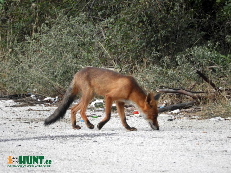 Αξιολόγηση των εμβολιασμών των κόκκινων αλεπούδων κατά της λύσσας