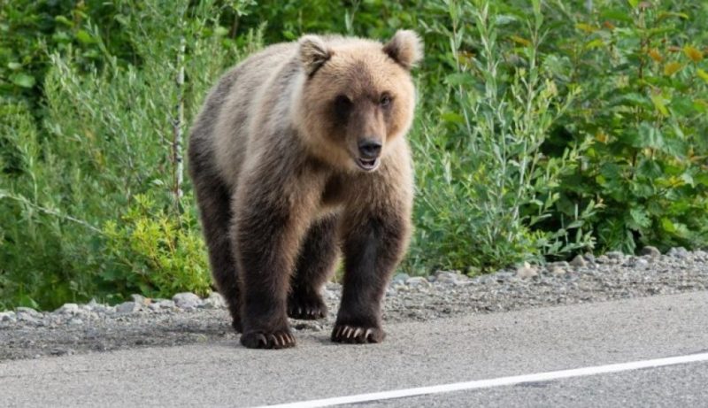Καστοριά: Τι συμβαίνει με τις αρκούδες που κατεβαίνουν όλο και πιο συχνά σε κατοικημένες περιοχές