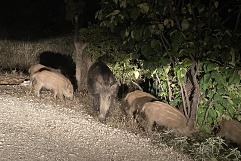 Τρίκαλα : Προβλήματα σε καλλιέργειες δημιουργούν για μια ακόμη χρονιά τα αγριογούρουνα