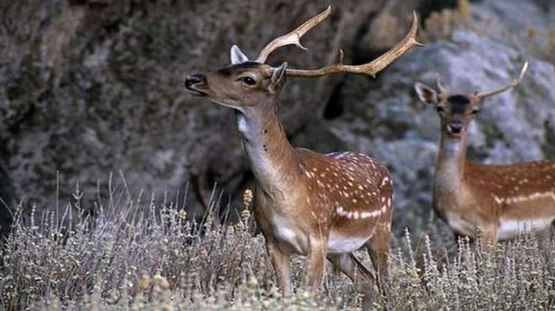 Μείωση του πληθυσμού των ελαφιών