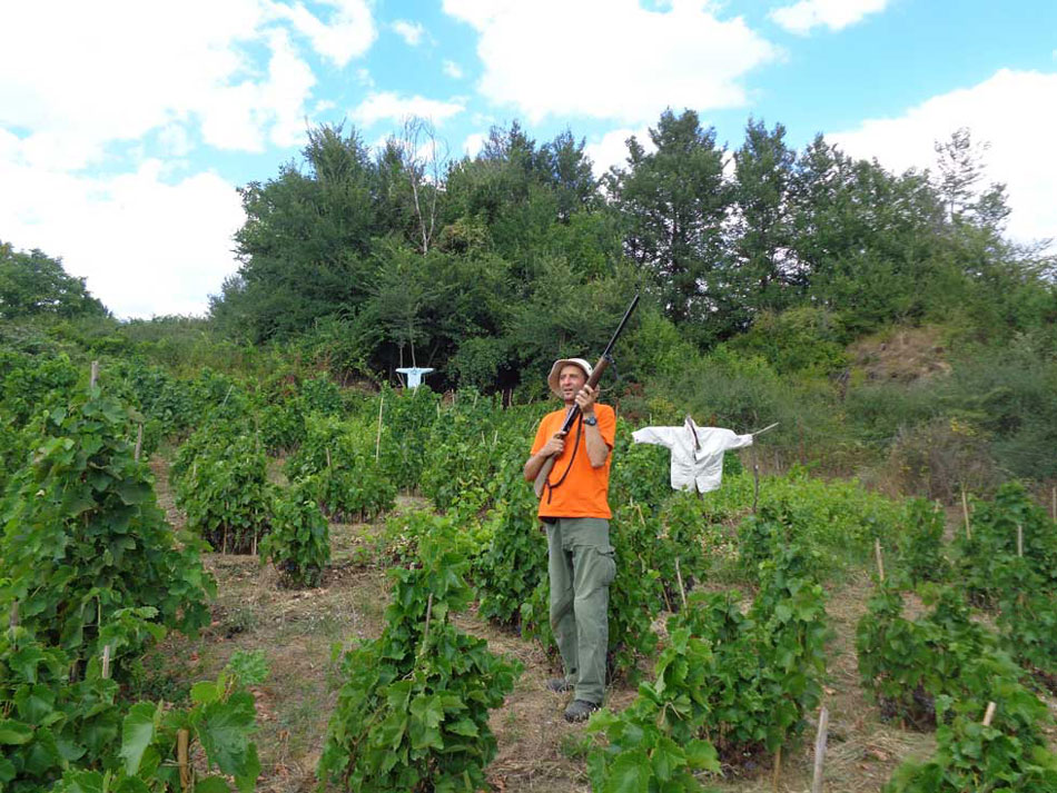 Για κοτσύφια την έναρξη