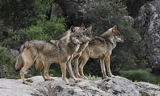 Νεκρά τρια λαγόσκυλα από επίθεση αγέλης λύκων στη Μικρομηλιά Δράμας...VIDEO
