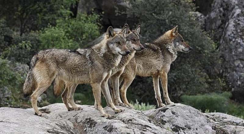 Γέμισε λύκους η Ψηλή Ράχη στη Δράμα...VIDEO