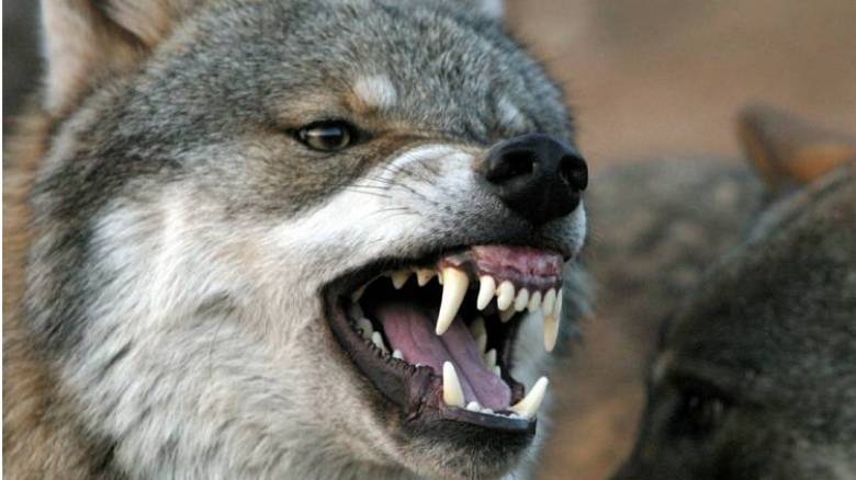 Διπλή θανατηφόρα επίθεση λύκων σε κυνηγόσκυλα στην Ευρυτανία....VIDEO