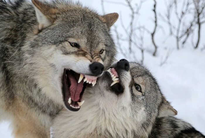 Νεκρό λαγόσκυλο από επίθεση λύκων στα Γρεβενά