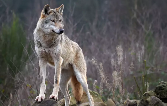 Λύκος στο όρος Φαλακρό...VIDEO