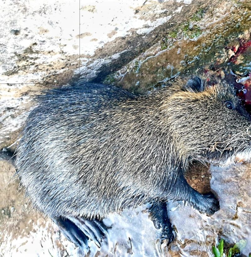 παρουσία μυοκάστορα
