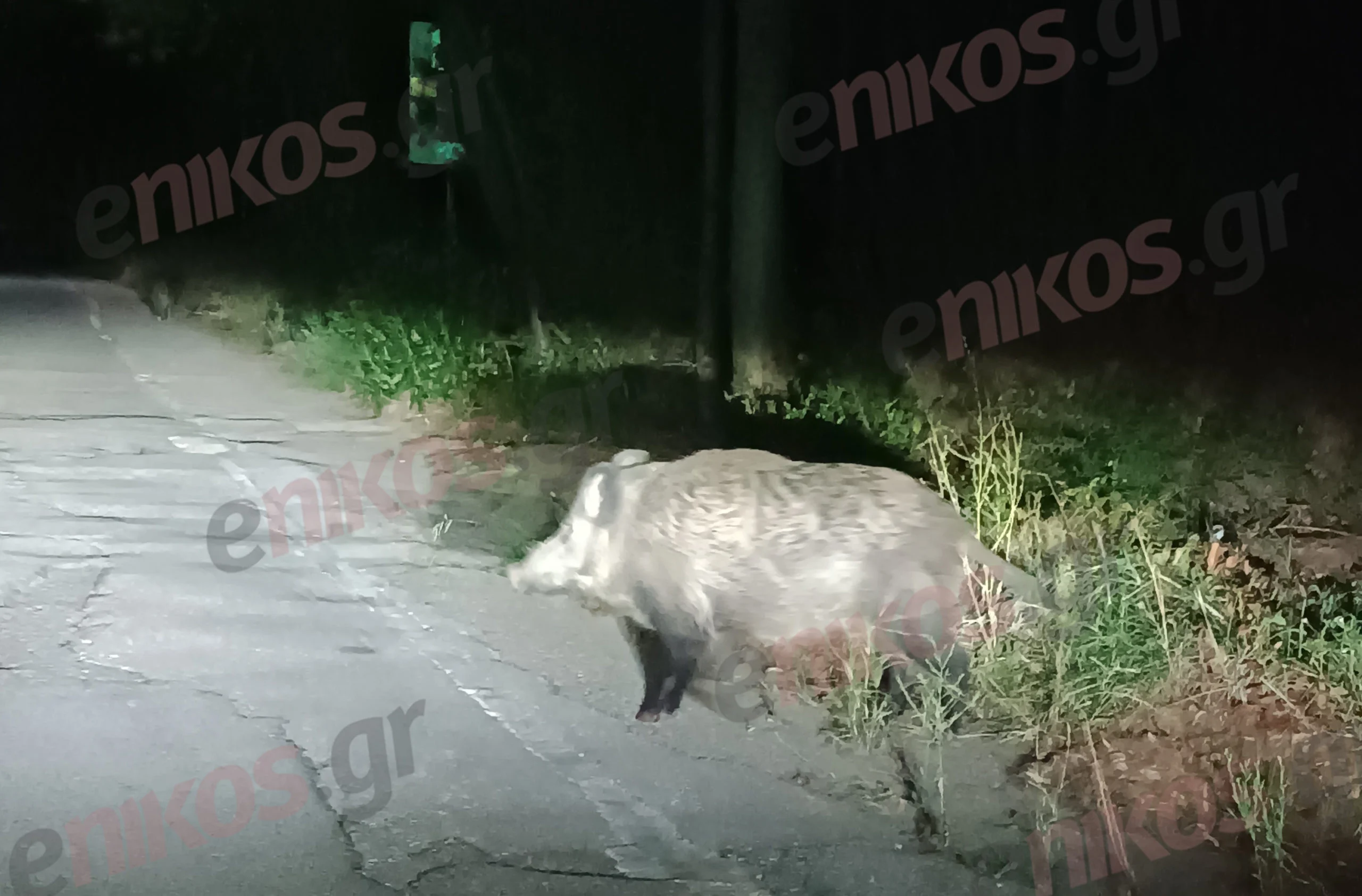 Αγριογούρουνα έκοβαν βόλτες στην Νέα Ερυθραία