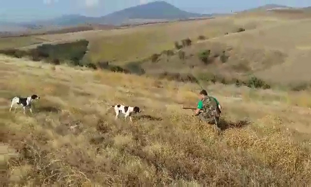 Ο σκύλος φερμάρει και ο κυνηγός προσπαθεί να πιάσει το ορτύκι.....VIDEO