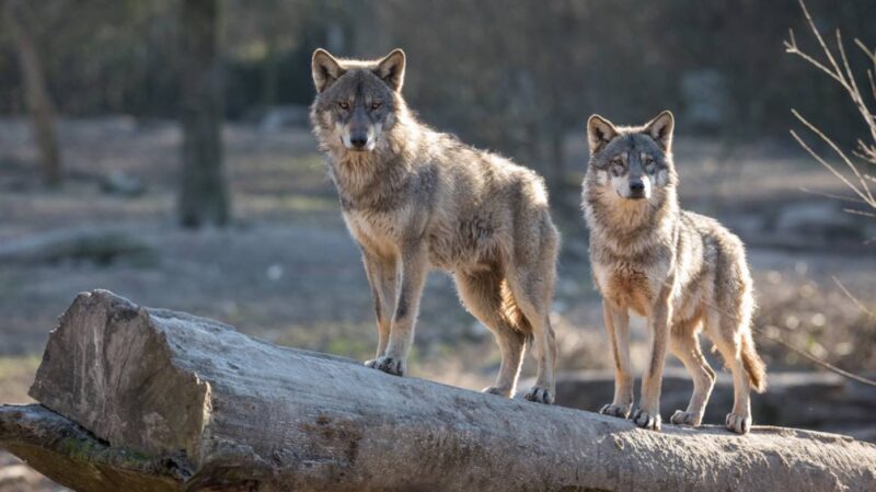 wolves-0Νεκρό λαγόσκυλο από επίθεση λύκων στις Κρηνίδες…VIDEO-e1668620247918 Νεκρό λαγόσκυλο από επίθεση λύκων στις Κρηνίδες...VIDEO