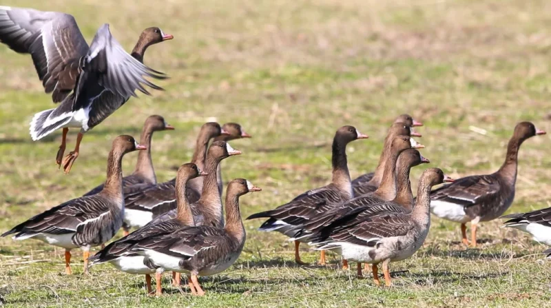Δέλτα Έβρου