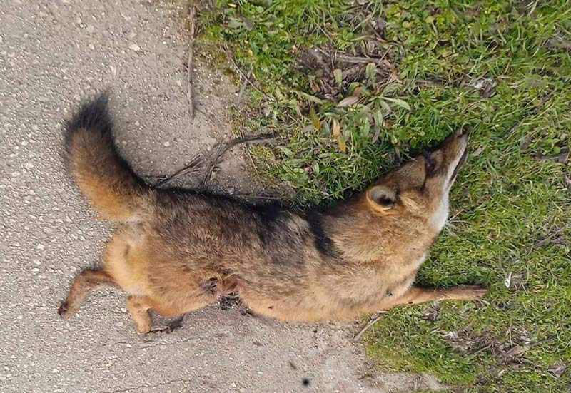 τροχαίο με τσακάλι