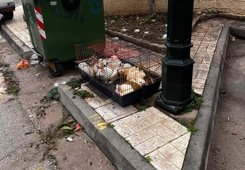 Ζωόφιλοι πετάνε τα κουνέλια τους στο δρόμο