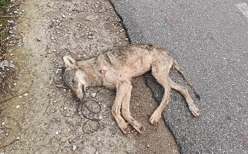 τροχαίο με λύκο