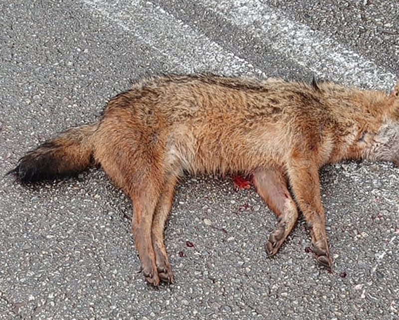 τροχαίο με τσακάλι