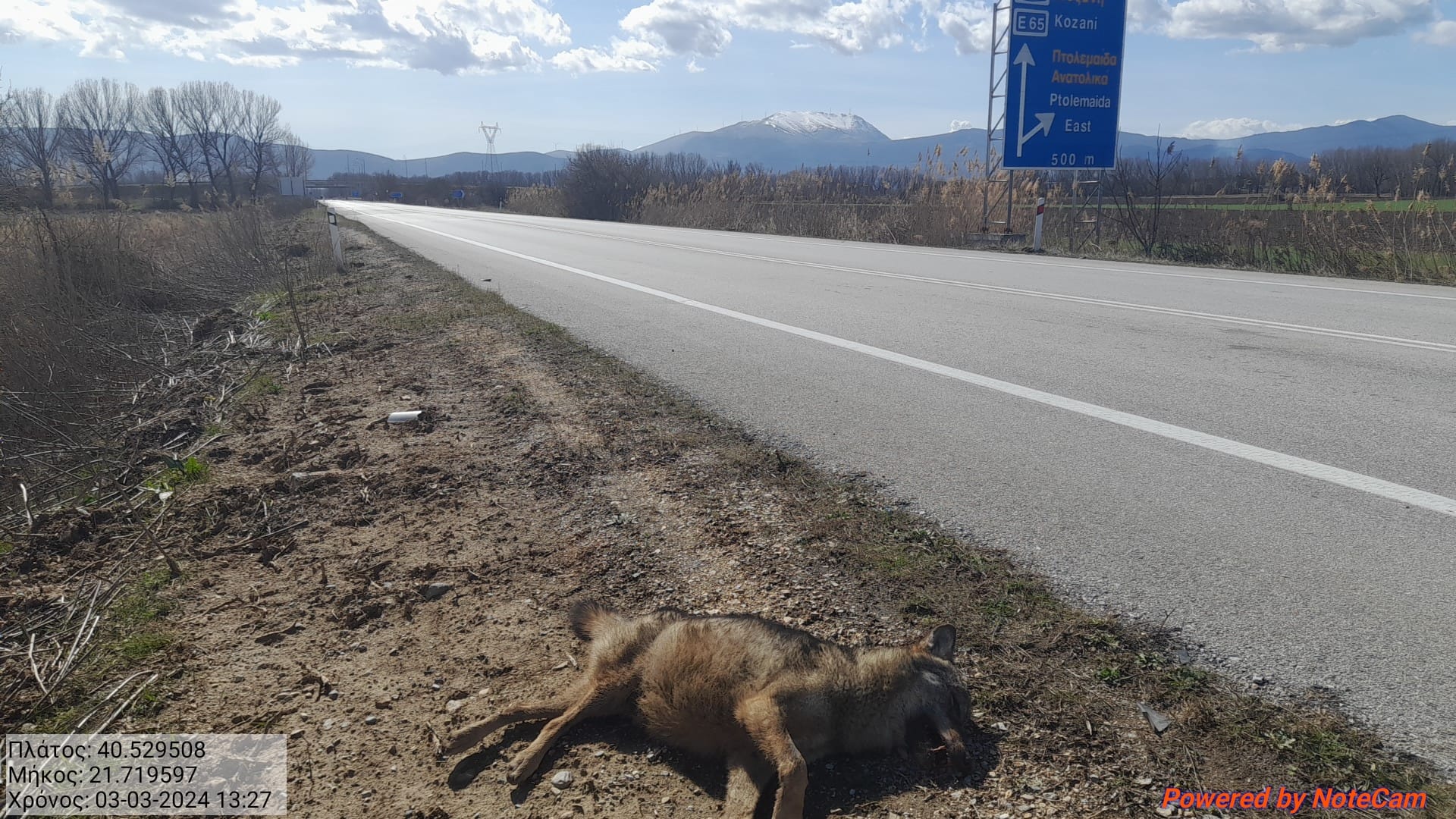 τροχαίο με λύκο