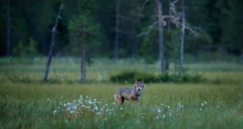 εργαλείο διαχείρισης των λύκων