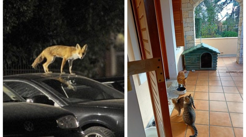 ΑΝΙΜΑ: Πρέπει να συνηθίσουμε πως πλέον οι αλεπούδες έχουν εξελιχθεί σε “αστικά” ζώα