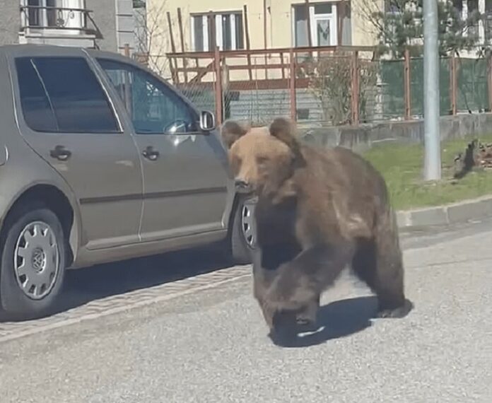 Σκοτώθηκε η αρκούδα