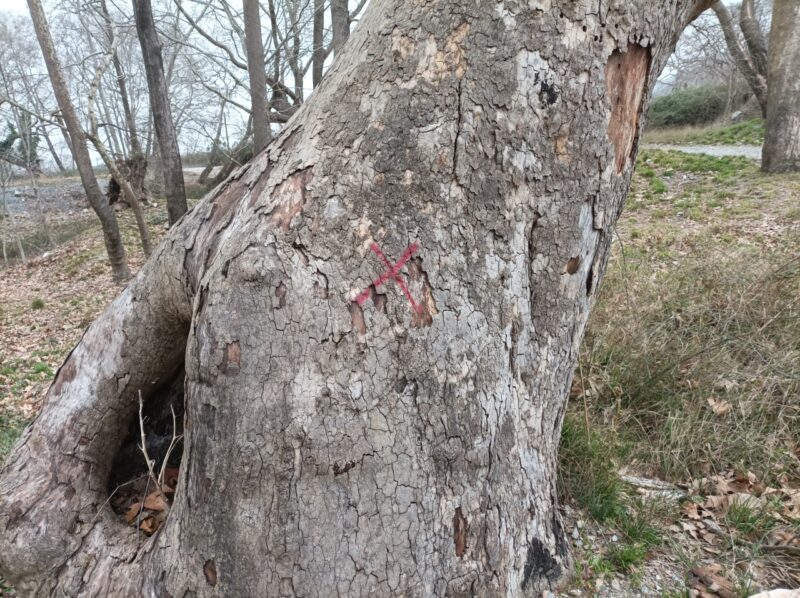 έλκος στα πλατάνια