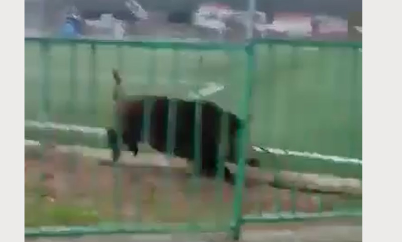 Αγριογούρουνο πήγε να κάνει...κούνια στα Σκούρτα