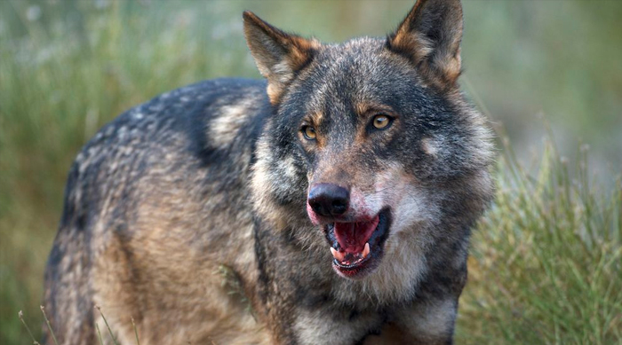 Κ.Σ. Ξάνθης : Ακόμη ένα κυνηγόσκυλο νεκρό της μανίας των λύκων