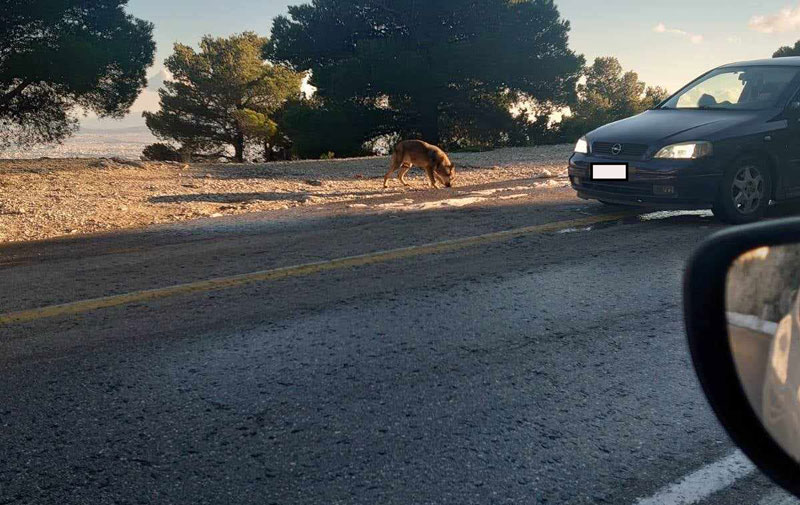 Ταΐζοντας...τους λύκους