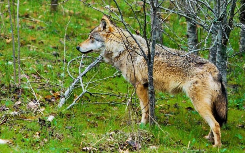 Κατέβηκαν οι λύκοι … στην Ιόνια Οδό