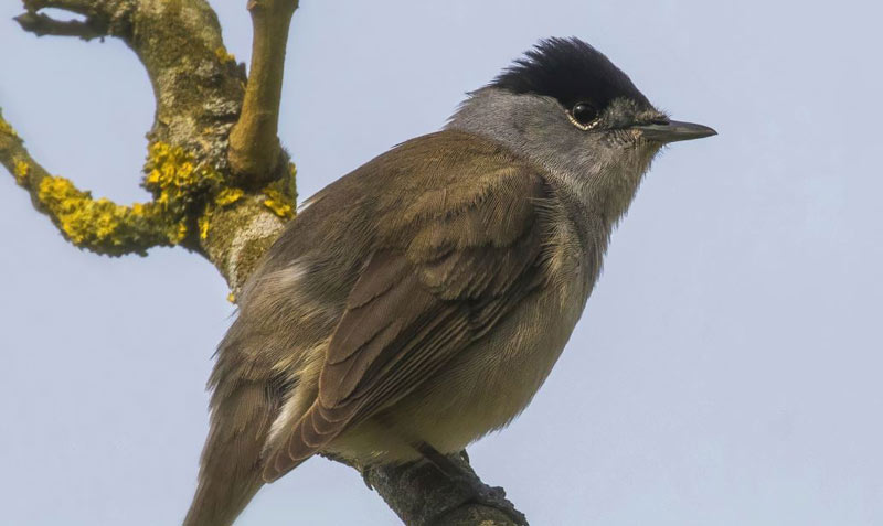 μπίζνα με τα αμπελοπούλια