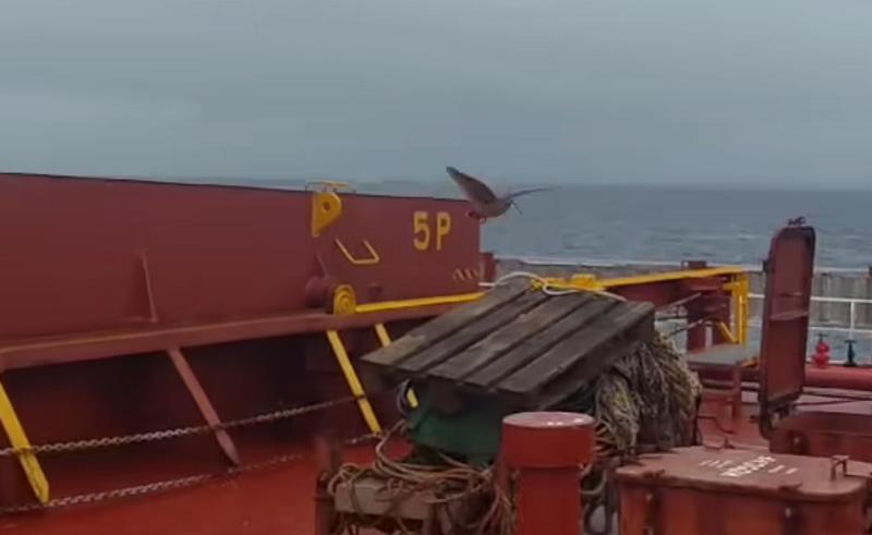 Μια μπεκάτσα προσγειώνεται