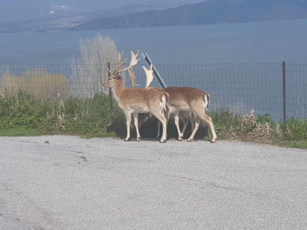 Ελάφια «κόβουν» βόλτες
