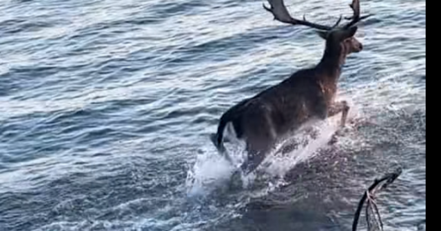 Ελάφι κολυμπάει