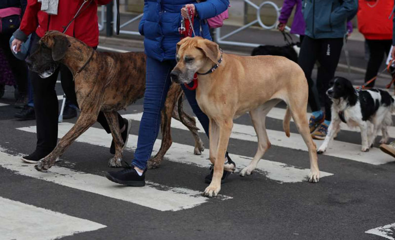 Οι σκύλοι καταλαβαίνουν έννοιες ουσιαστικών