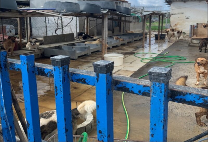 Συνελήφθη 52χρονη με 94 σκυλιά στο σπίτι